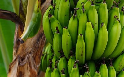 Επιστήμονες δημιουργούν βιο-πλαστικό από τα απόβλητα μπανάνας!