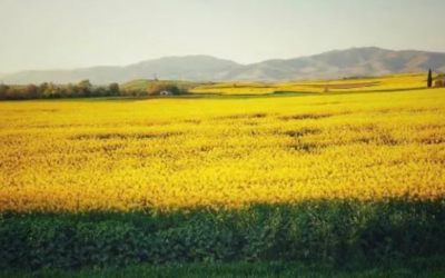 Ποιο είναι το εντυπωσιακό κίτρινο λουλούδι που παράγει από μέλι μέχρι βιοντίζελ
