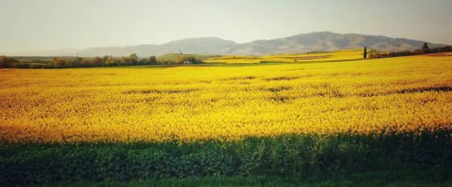 Ποιο είναι το εντυπωσιακό κίτρινο λουλούδι που παράγει από μέλι μέχρι βιοντίζελ